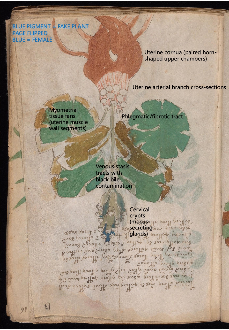 Labelled diagram of Folio 13r